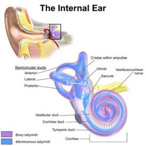 Inner Ear