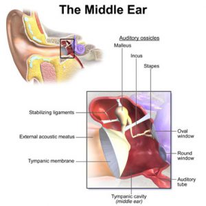 Middle Ear