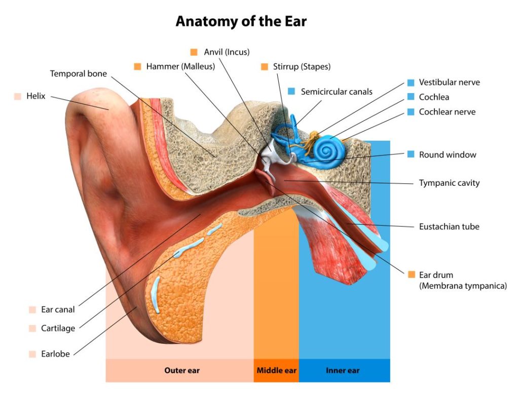 ear anatomy