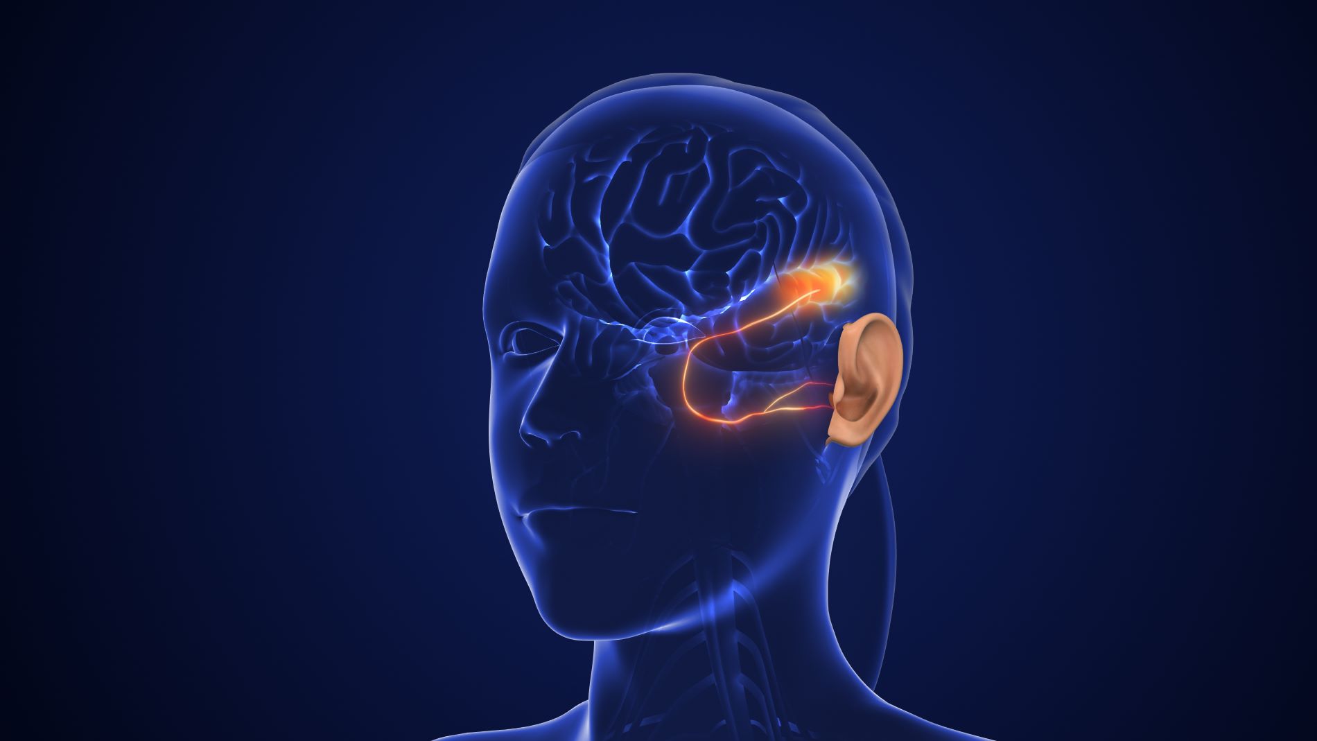 auditory signals sent to the brain