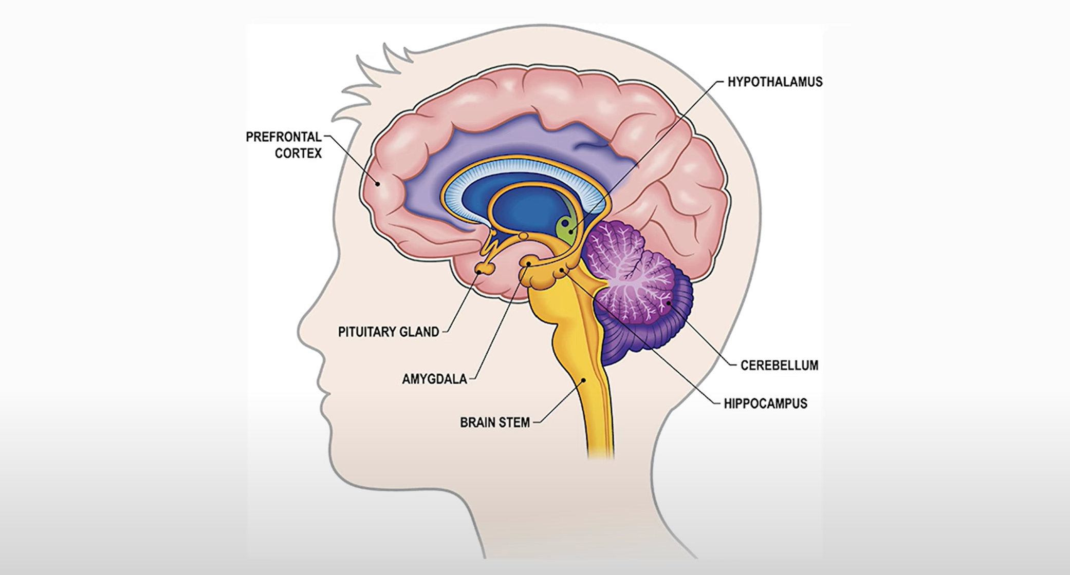 emotional impact on tinnitus perception
