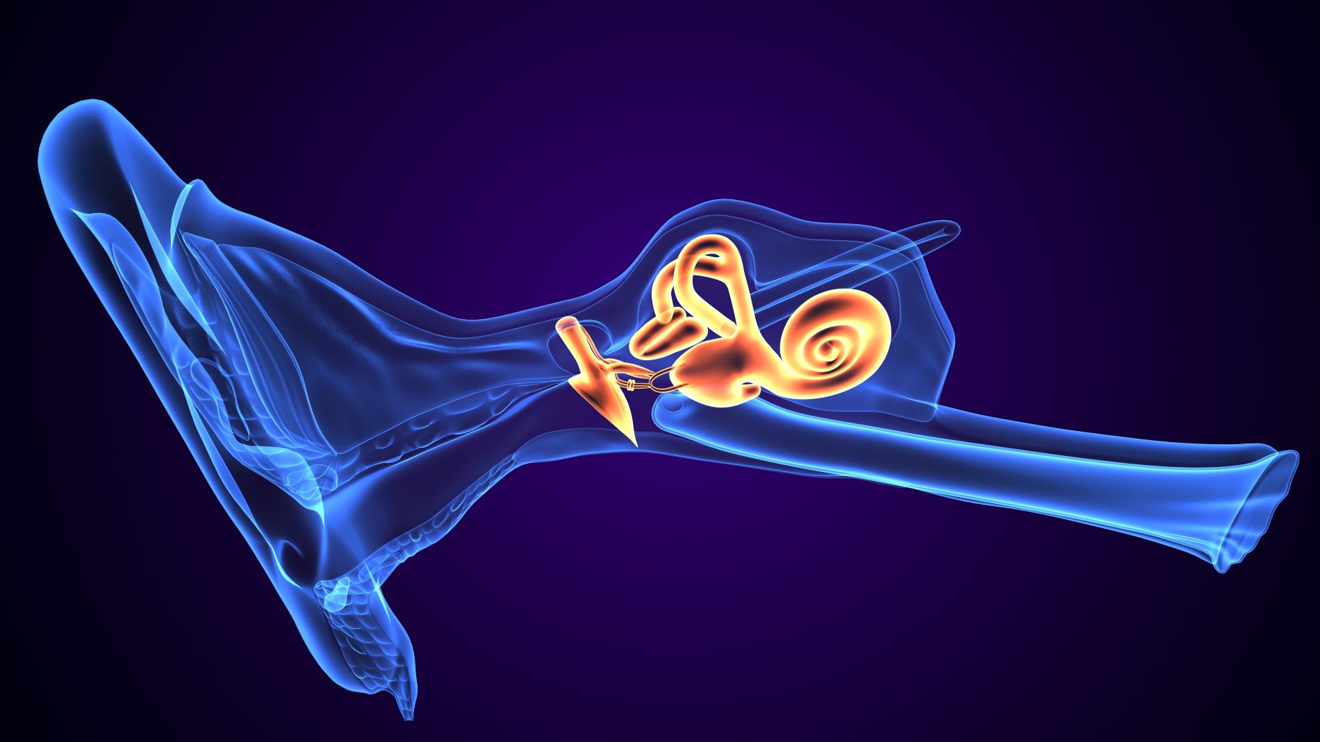 inner ear cochlea diagram