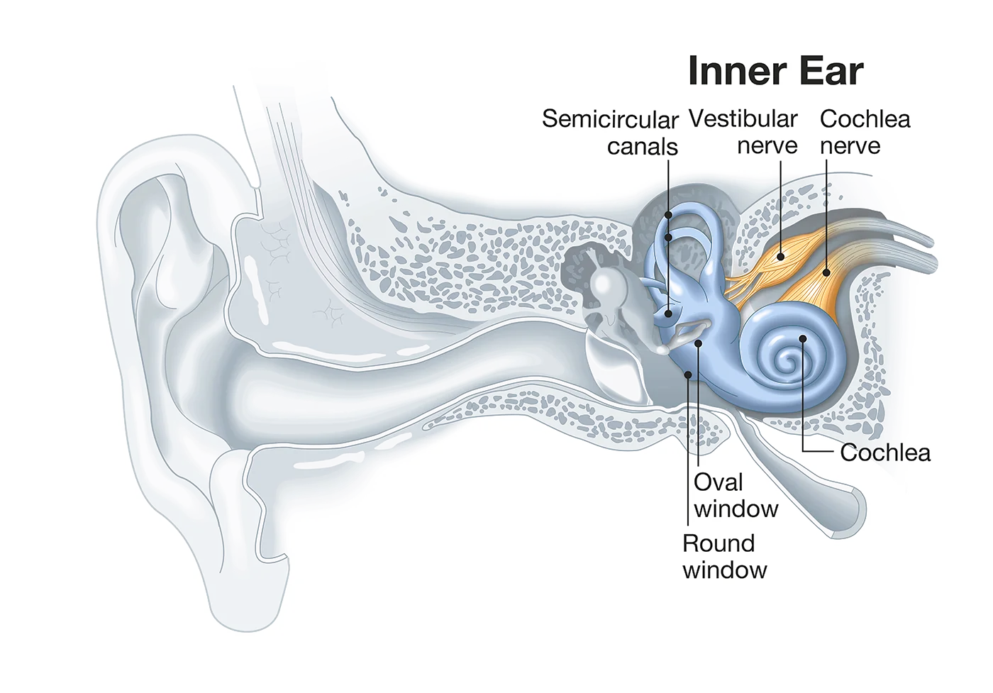 http://Diagram%20showing%20details%20of%20the%20inner%20ear.