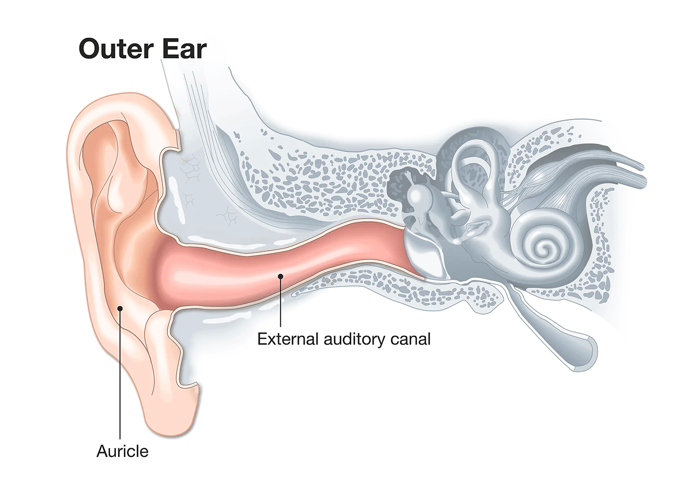 http://Diagram%20of%20the%20outer%20ear